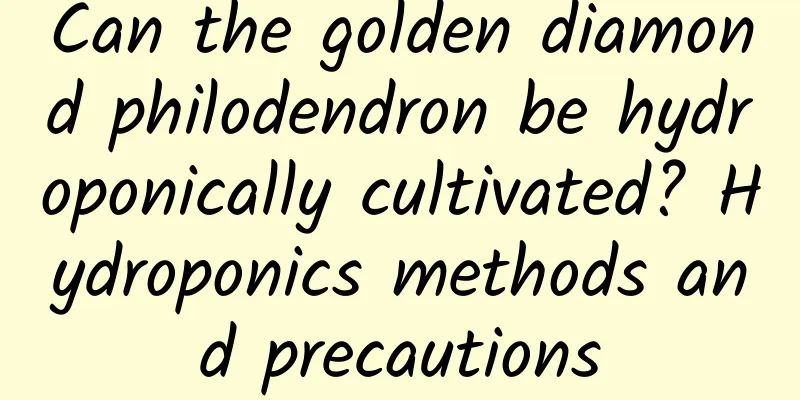 Can the golden diamond philodendron be hydroponically cultivated? Hydroponics methods and precautions