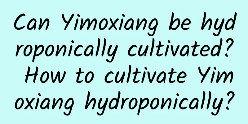 Can Yimoxiang be hydroponically cultivated? How to cultivate Yimoxiang hydroponically?