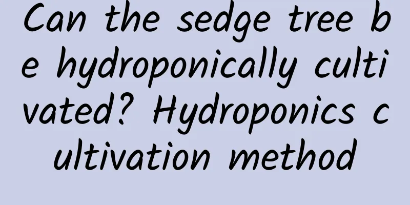 Can the sedge tree be hydroponically cultivated? Hydroponics cultivation method