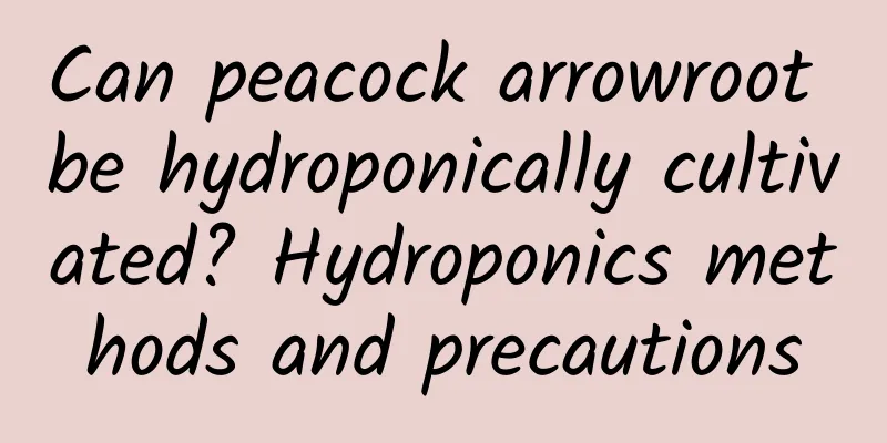 Can peacock arrowroot be hydroponically cultivated? Hydroponics methods and precautions