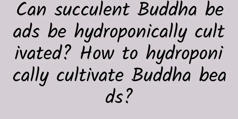 Can succulent Buddha beads be hydroponically cultivated? How to hydroponically cultivate Buddha beads?