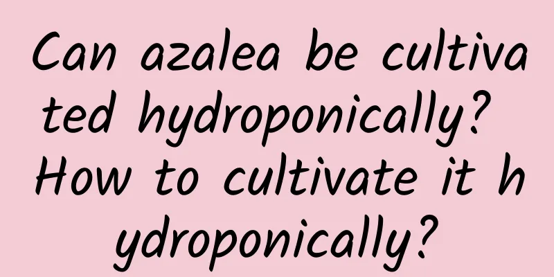 Can azalea be cultivated hydroponically? How to cultivate it hydroponically?