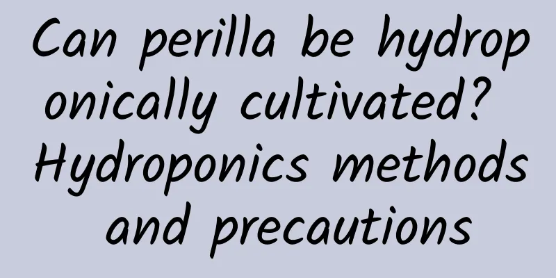 Can perilla be hydroponically cultivated? Hydroponics methods and precautions