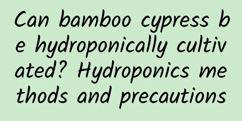 Can bamboo cypress be hydroponically cultivated? Hydroponics methods and precautions