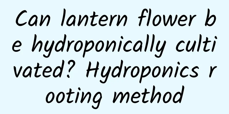Can lantern flower be hydroponically cultivated? Hydroponics rooting method