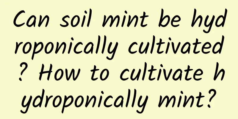 Can soil mint be hydroponically cultivated? How to cultivate hydroponically mint?