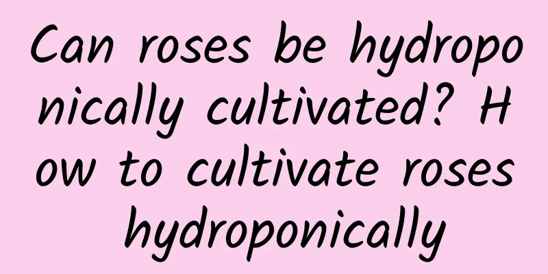 Can roses be hydroponically cultivated? How to cultivate roses hydroponically