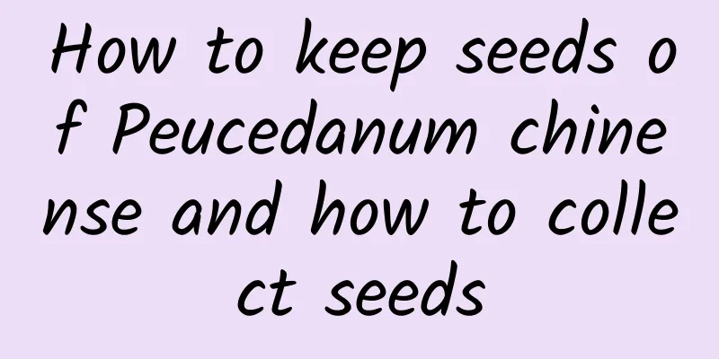 How to keep seeds of Peucedanum chinense and how to collect seeds