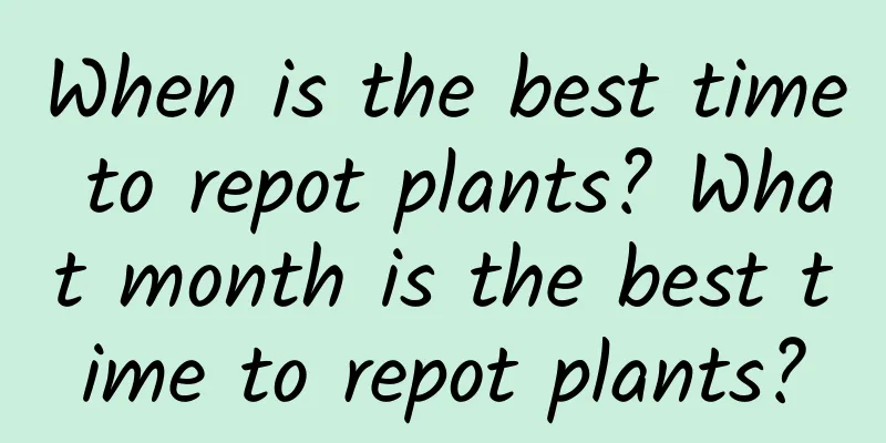 When is the best time to repot plants? What month is the best time to repot plants?