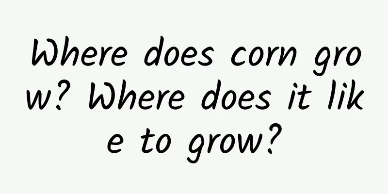 Where does corn grow? Where does it like to grow?