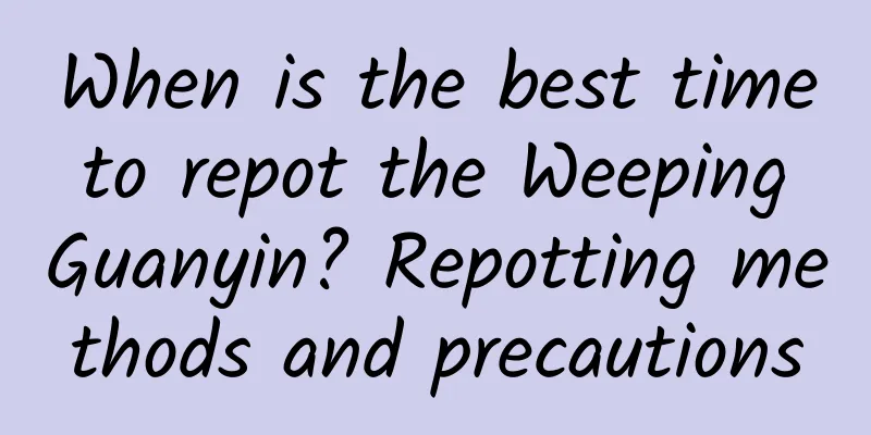 When is the best time to repot the Weeping Guanyin? Repotting methods and precautions