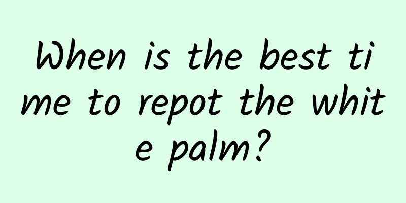 When is the best time to repot the white palm?
