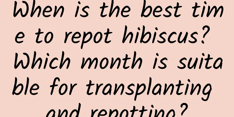 When is the best time to repot hibiscus? Which month is suitable for transplanting and repotting?