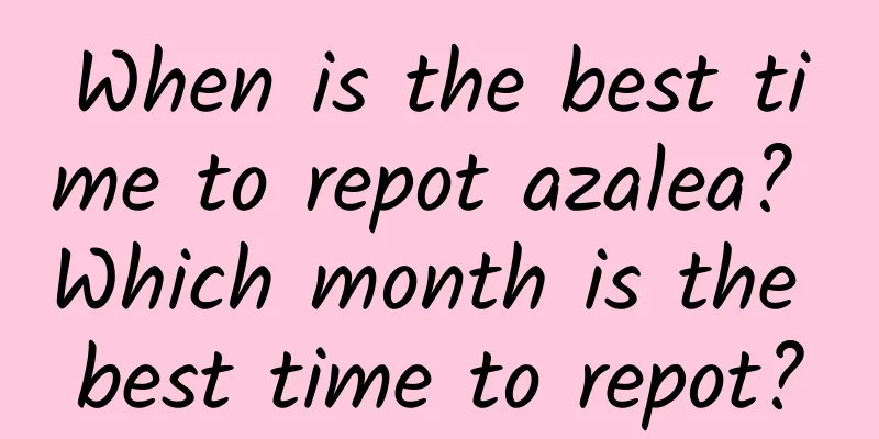 When is the best time to repot azalea? Which month is the best time to repot?