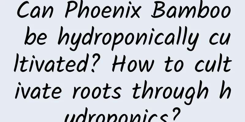 Can Phoenix Bamboo be hydroponically cultivated? How to cultivate roots through hydroponics?