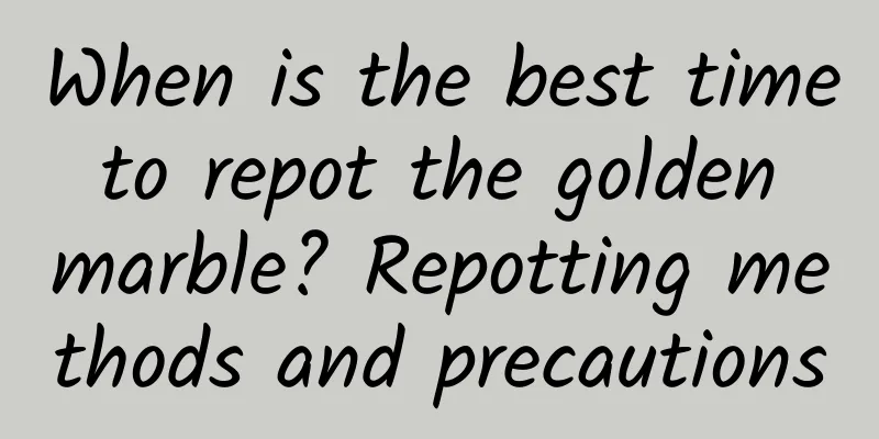 When is the best time to repot the golden marble? Repotting methods and precautions