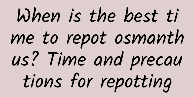 When is the best time to repot osmanthus? Time and precautions for repotting