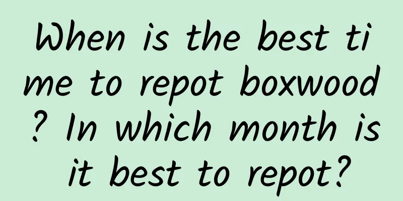 When is the best time to repot boxwood? In which month is it best to repot?