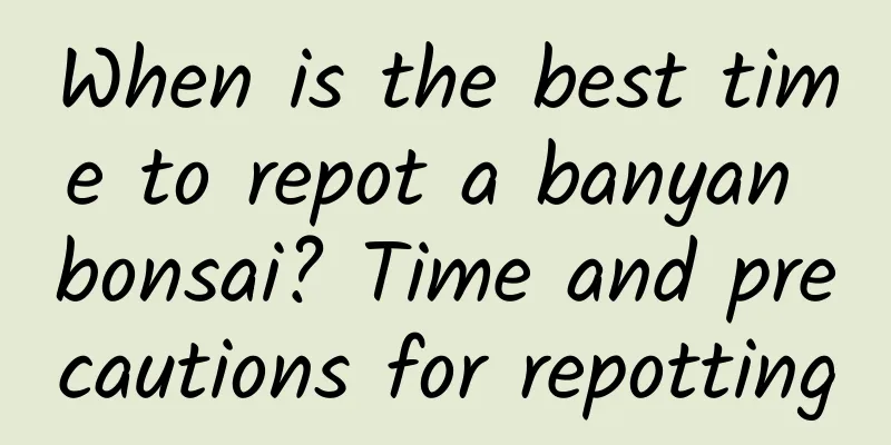 When is the best time to repot a banyan bonsai? Time and precautions for repotting