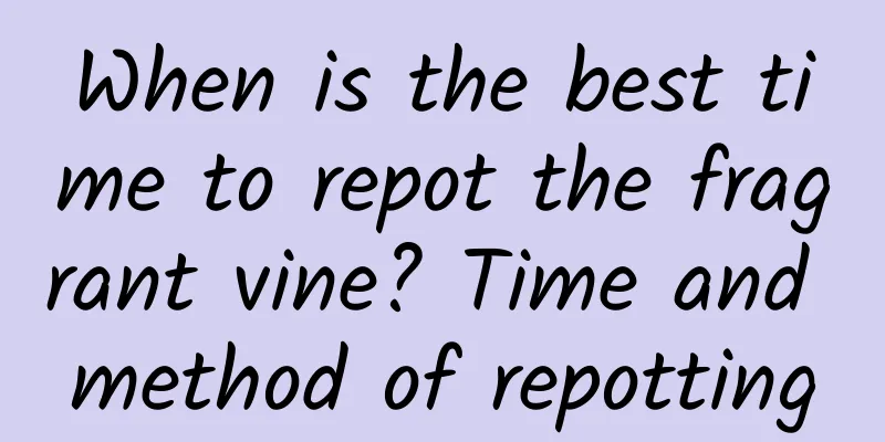 When is the best time to repot the fragrant vine? Time and method of repotting