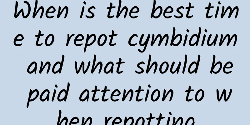 When is the best time to repot cymbidium and what should be paid attention to when repotting