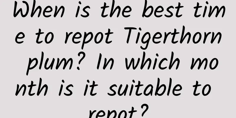 When is the best time to repot Tigerthorn plum? In which month is it suitable to repot?