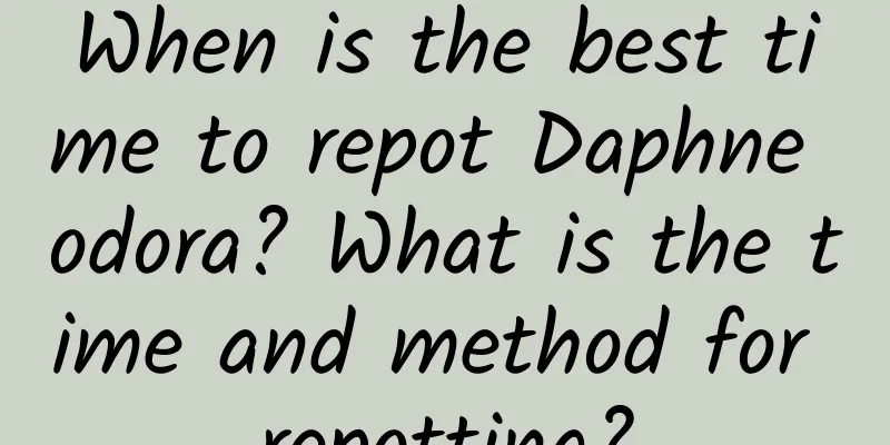 When is the best time to repot Daphne odora? What is the time and method for repotting?