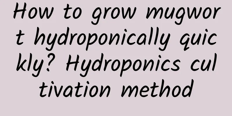 How to grow mugwort hydroponically quickly? Hydroponics cultivation method