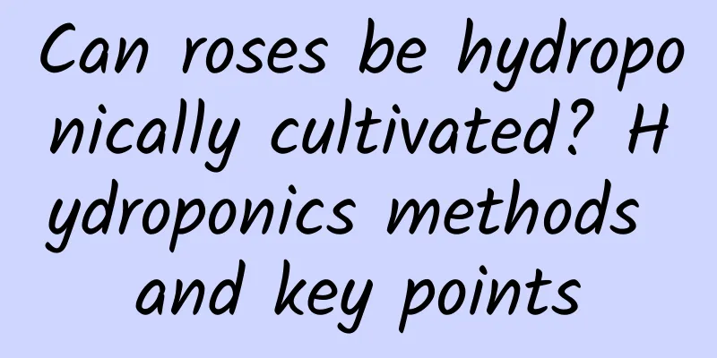 Can roses be hydroponically cultivated? Hydroponics methods and key points