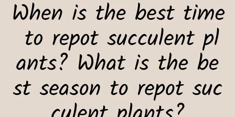 When is the best time to repot succulent plants? What is the best season to repot succulent plants?