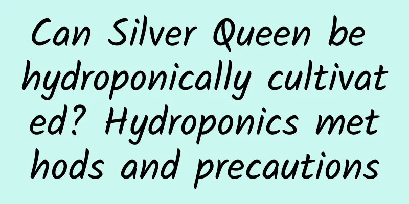 Can Silver Queen be hydroponically cultivated? Hydroponics methods and precautions
