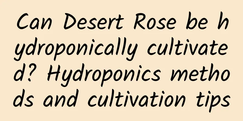 Can Desert Rose be hydroponically cultivated? Hydroponics methods and cultivation tips