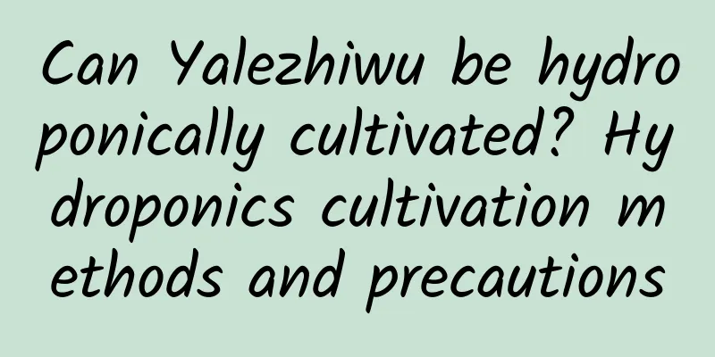 Can Yalezhiwu be hydroponically cultivated? Hydroponics cultivation methods and precautions