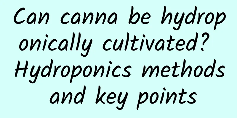 Can canna be hydroponically cultivated? Hydroponics methods and key points