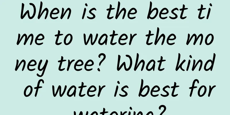 When is the best time to water the money tree? What kind of water is best for watering?