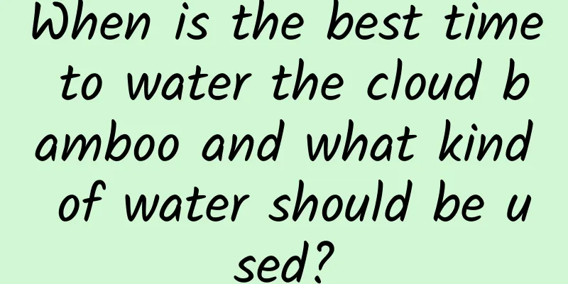 When is the best time to water the cloud bamboo and what kind of water should be used?