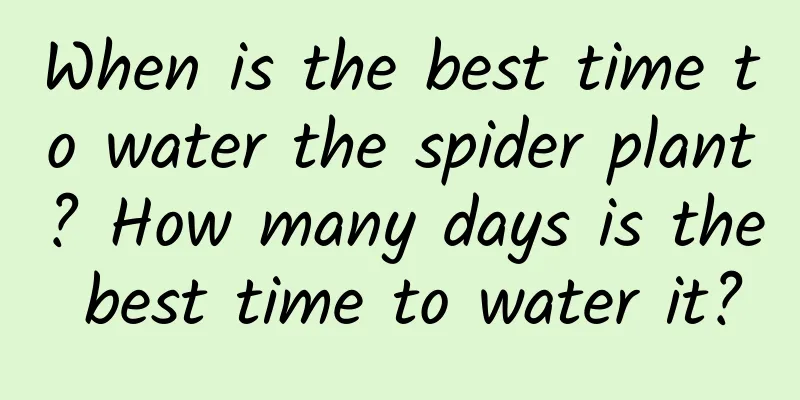 When is the best time to water the spider plant? How many days is the best time to water it?