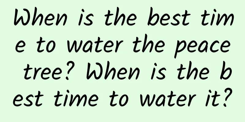 When is the best time to water the peace tree? When is the best time to water it?