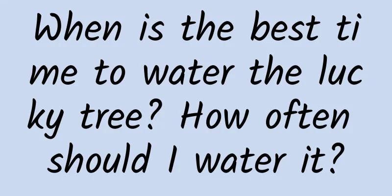 When is the best time to water the lucky tree? How often should I water it?