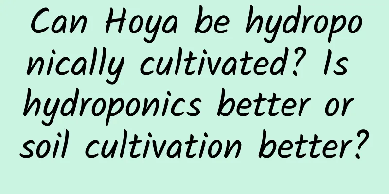 Can Hoya be hydroponically cultivated? Is hydroponics better or soil cultivation better?