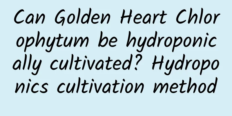 Can Golden Heart Chlorophytum be hydroponically cultivated? Hydroponics cultivation method