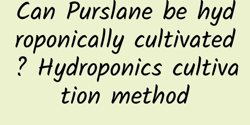Can Purslane be hydroponically cultivated? Hydroponics cultivation method