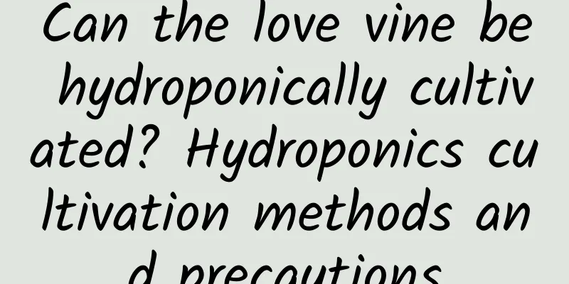 Can the love vine be hydroponically cultivated? Hydroponics cultivation methods and precautions