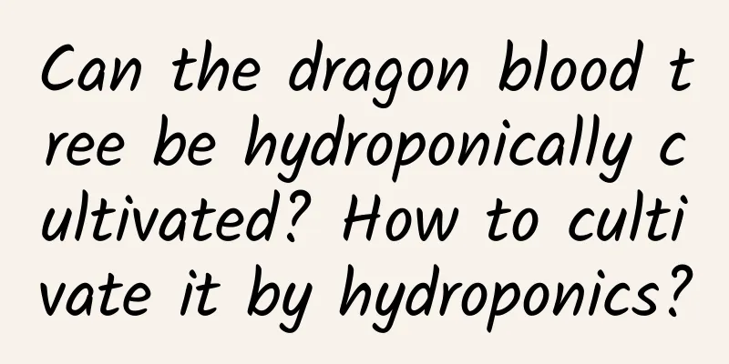 Can the dragon blood tree be hydroponically cultivated? How to cultivate it by hydroponics?