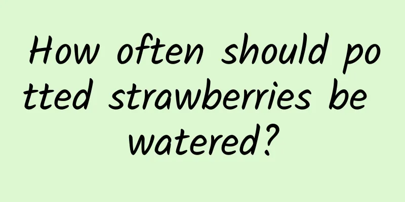 How often should potted strawberries be watered?