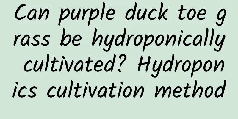 Can purple duck toe grass be hydroponically cultivated? Hydroponics cultivation method