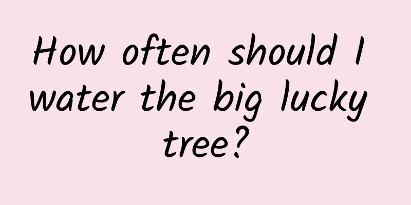 How often should I water the big lucky tree?
