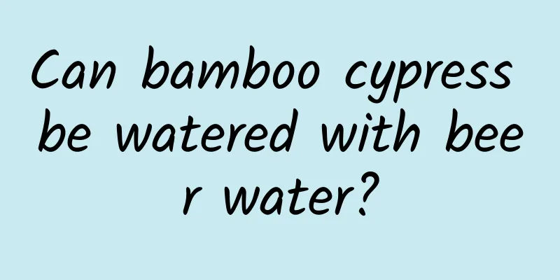 Can bamboo cypress be watered with beer water?