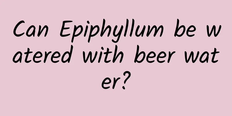 Can Epiphyllum be watered with beer water?