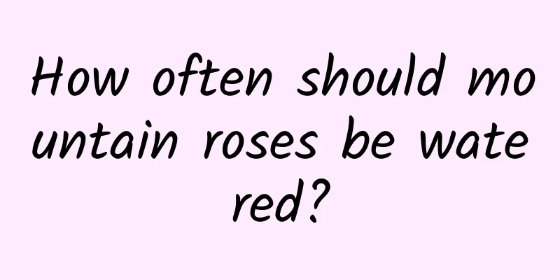 How often should mountain roses be watered?